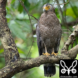 犬の散歩に驚いて数十メートル移動。しかし、この後、再び犬の散歩が来て林の中へ消え去りました。