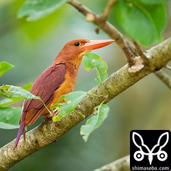 この個体はメスだったかな。