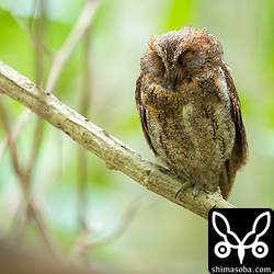 コノハズクは、完全にリラックスしているとこんな感じで枝に止まっています。