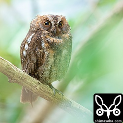 巣の近くで見守るオスのリュウキュウコノハズク。