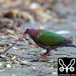 お気に入りの枝を見つけたキンバト。