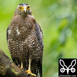 カンムリワシのメス。いつもの林道にいました。