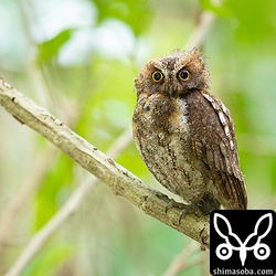 これは少しこちらを気にしている状態。