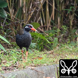 翌日の早朝にはヤンバルクイナを6羽確認。道路を横断する個体がほとんど。