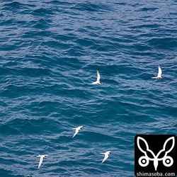 エリグロアジサシのコロニーと同じ岩礁でベニアジサシもコロニーを形成していました。