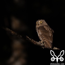 コノハズクの幼鳥。巣立ち後、かなりの日数が経過していると思われますが、まだ親鳥から餌をもらっていた。
