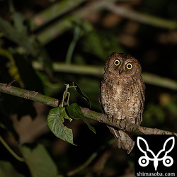 この成鳥は長いこと同じ枝に止まっていた。餌場でもないような環境。すぐ脇の壁面の水抜き穴で子育てでもしているのか?