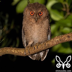 沖縄で繁殖する3種のフクロウの中では圧倒的な可愛さのオオコノハズク。