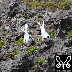 このペアはまだ抱卵中。