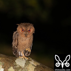 上の個体と兄弟。おそらくこちらが長男。
