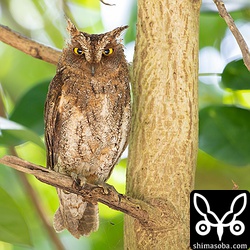 コノハズクのオス。