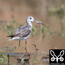 アオアシシギ成鳥夏羽から冬羽へ。