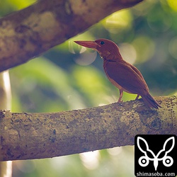 自分で獲物が取れるまで成長した今年生まれのアカショウビンの幼鳥。ところでCanonの100-400mmは逆光に弱い。この写真も真っ白に写ったけど現像でなんとかしました…。^^;