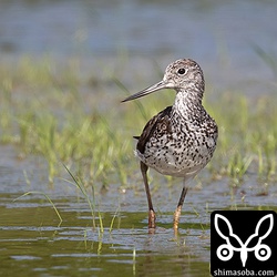 アオアシシギ成鳥夏羽後期。