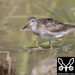 左足のないタカブシギ成鳥。折りたたんでいるだけだと思ったけど、飛んだ時も足が出なかった。旅の途中で事故にでもあったのか…。