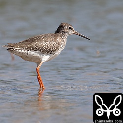 アカアシシギ幼羽。もう幼鳥が渡り始めているんですね。