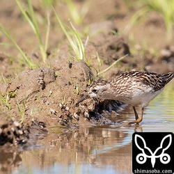 ヒバリシギ成鳥夏羽後期。