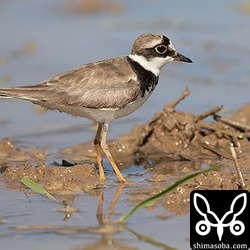 コチドリのオス。夏羽後期。
