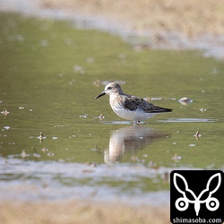 トウネン夏羽から冬羽へ。
