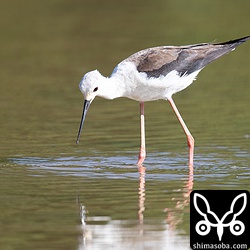 セイタカシギ夏羽から冬羽へ。