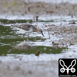 トウネン夏羽後期。