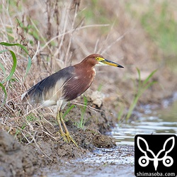越夏していると思われるアカガシラサギが2羽いました。