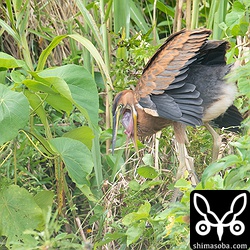 ペリットを吐き出すムラサキサギのヒナ。