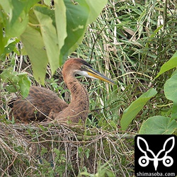 もう1羽のヒナ。