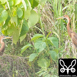 ムラサキサギの兄弟。巣の近くの枝を渡ったりしていました。
