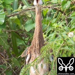 暑くて終始、口を開き気味にしていました。
