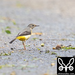 今季初のキセキレイは、台風直後に入りました。