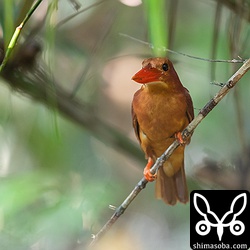 地上から数十センチの低い場所ばかり利用して獲物をとっていました。