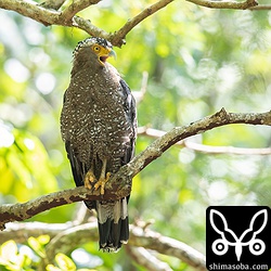 林道にキンバトを探しにいき、3羽ほどいましたがどれも遠かったり、藪の奥で枝や葉がじゃまでした。いつものカンムリワシはゆうゆうとセンダンに止まって獲物を待ち構えていた。