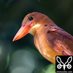 こちらの個体はくちばしが黒ずんでいます。風切り羽や尾翼はスレっすれのボロッボロッになっています。