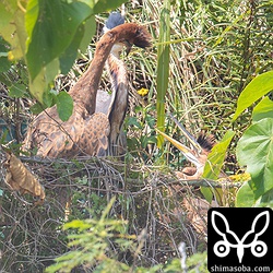 大きく成長したヒナがすごい勢いで親に餌をねだるので親鳥も嘴で刺されないように避けるのに必死。