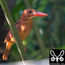 爪も黒ずんでいることが分かります。越冬地ではどんな姿になるのでしょう?