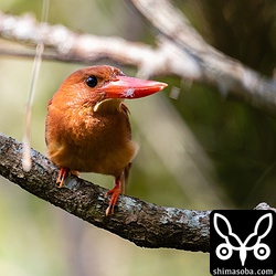 冬羽への換羽が始まったアカショウビン成鳥。顔のあたりから換羽が始まっています。