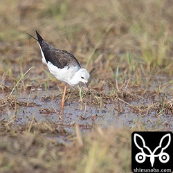 こちらも第1回冬羽。左足がないようで、餌を取る時によろめいていた。