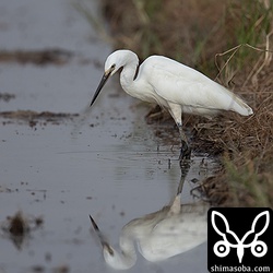 コサギも近くで採餌。ジャワアカガシラサギと並ぶと大きく見える。