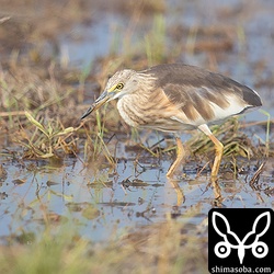 微妙だけど冬羽のジャワアカガシラサギ。アカガシラサギと比べて首から胸への縦斑が薄い気がする。