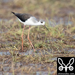 セイタカシギ第1回冬羽。