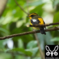 リュウキュウキビタキの成鳥オス。林道沿いで採餌していた。