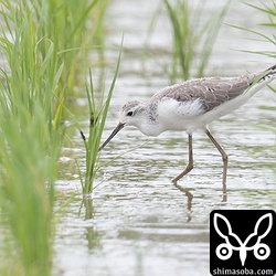 コアオアシシギ成鳥ほぼ冬羽。
