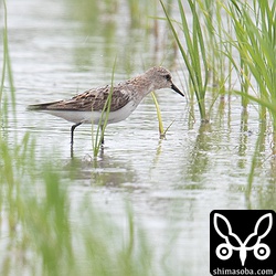 トウネン成鳥夏羽後期。