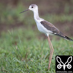 フレッシュな幼羽をまとったセイタカシギ。こんなの見つけるとラッキーな気分。^^