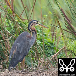 ムラサキサギ成鳥。