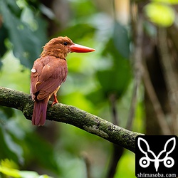 アカショウビンは繁殖期最盛期に比べたらあまりさえずらないのですが、この個体は、たまにさえずっていた。