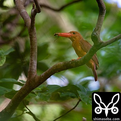 バッタを捕まえた。マダラコオロギだろうか?