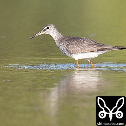 キアシシギ夏羽後期。