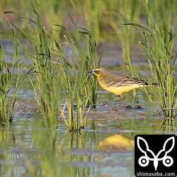 マミジロツメナガセキレイ成鳥にしては、眉斑がずいぶん白っぽいです。沖縄にはツメナガセキレイが大量に渡ってくるのですが、今までこのようなタイプは見たことがありません。